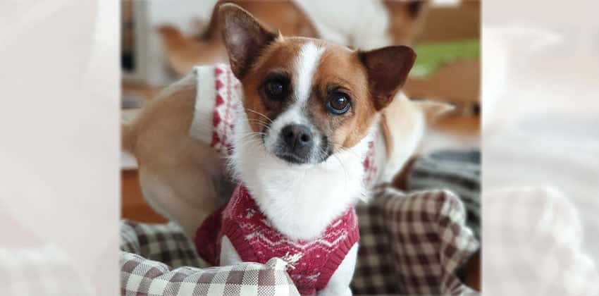 Selena is a Small Female Mixed Korean rescue dog