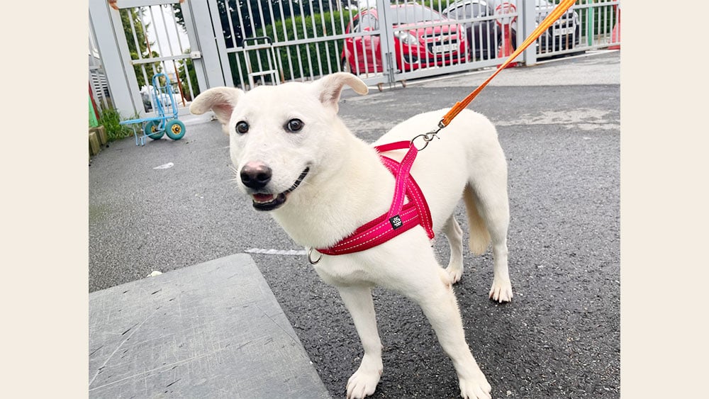 Seoa is a Medium Male Jindo mix Korean rescue dog