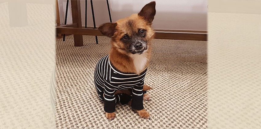 Seoha is a Small Female Chihuahua mix Korean rescue dog