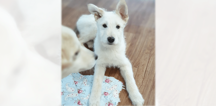 Seojun is a Small Male Terrier mix Korean rescue dog