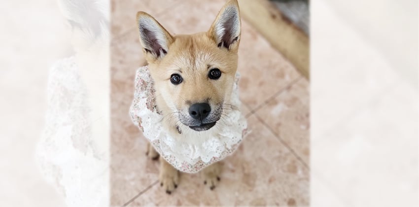 Seola is a Small Female Jindo mix Korean rescue dog