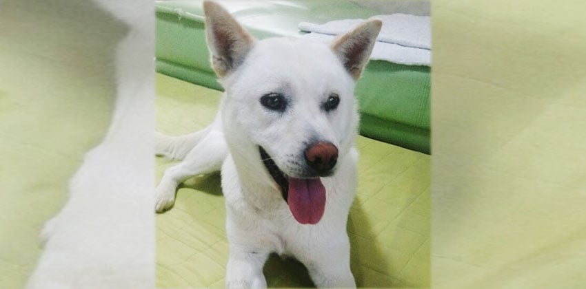 Seoly is a Large Female Jindo Korean rescue dog