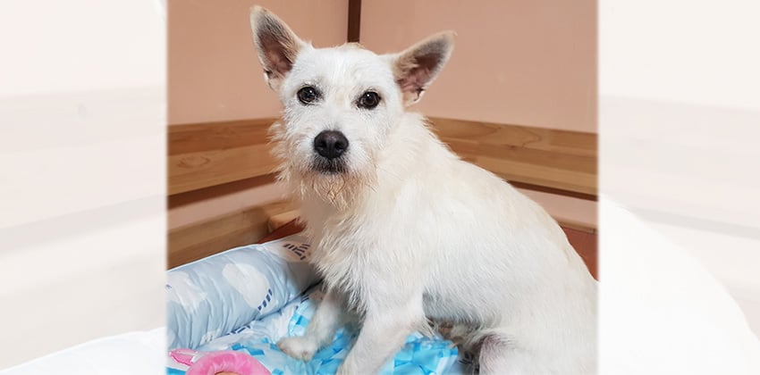 Seopo is a Small Male Terrier mix Korean rescue dog