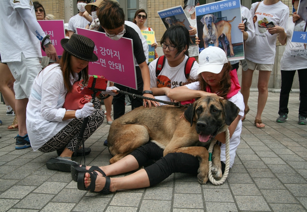 A dog meat farm rescue dog participated in the protest in Seoul, Korea