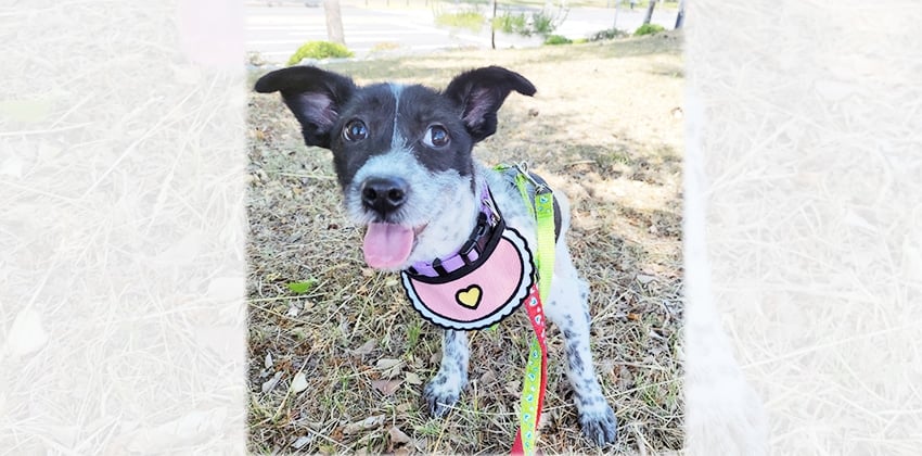 Seoyeon is a Small Female Terrier mix Korean rescue dog