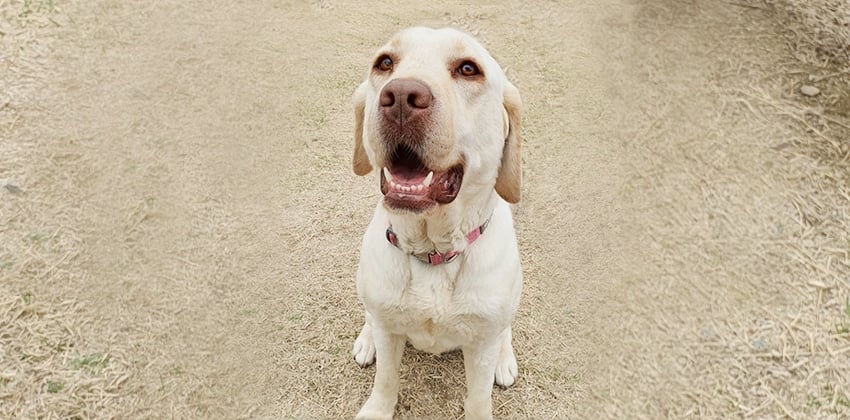 Sera is a Medium Female Labrador Retriever Korean rescue dog
