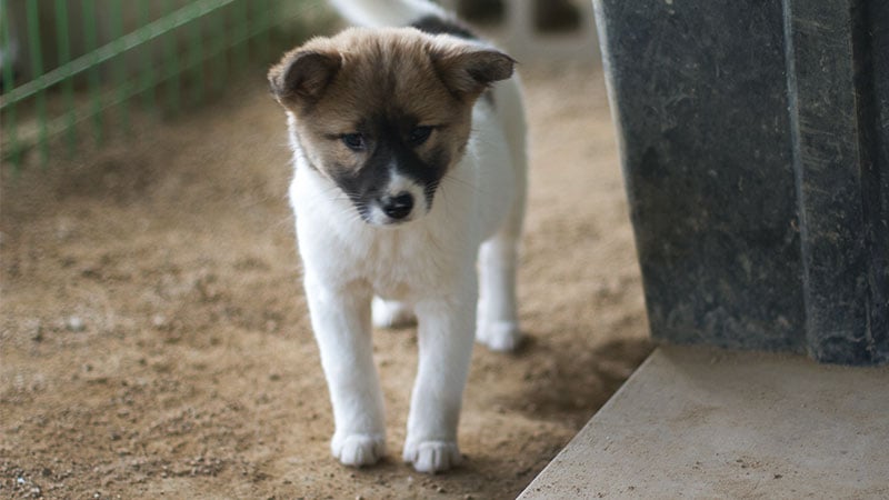 Sesami is a Small Female Jindo Mix Korean rescue dog