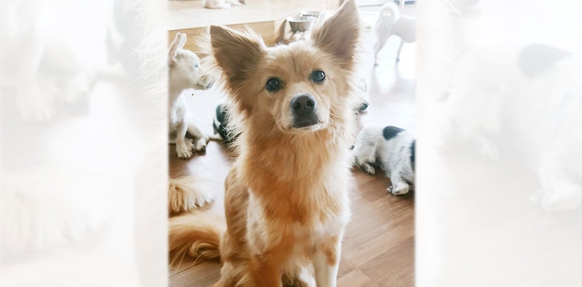 Shanel is a Small Male German Spitz Korean rescue dog