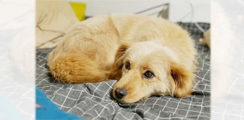 Sharon is a Small Female Golden retriever mix Korean rescue dog