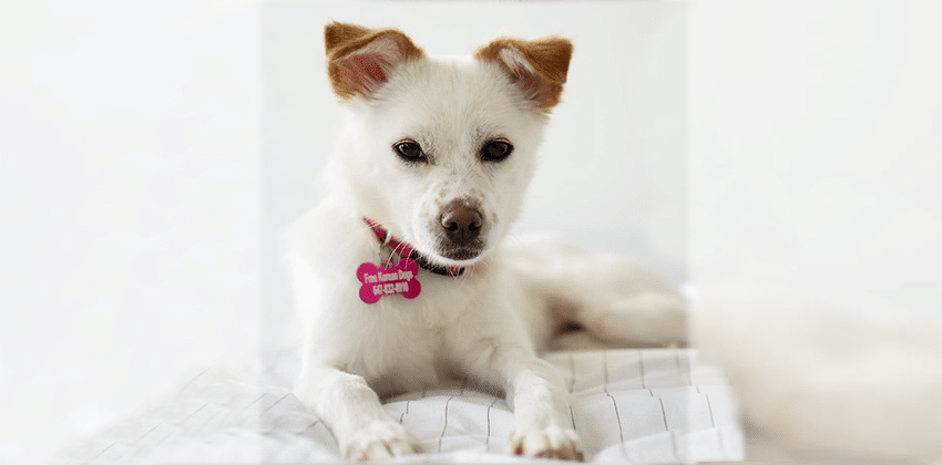 Sharon is a Small Female Jindo mix Korean rescue dog