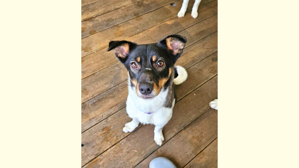 Our Dogs – Free Korean Dogs