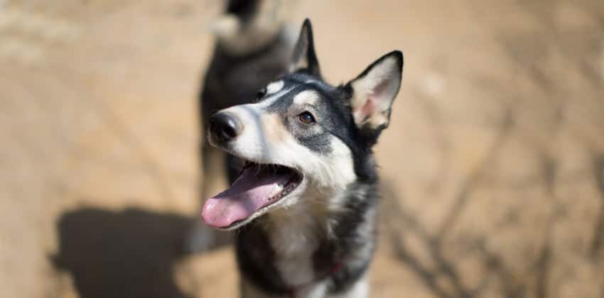 Charlotte is a Large Female Husky mix Korean rescue dog