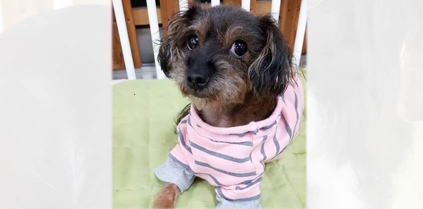 Shia is a Small Female Terrier mix Korean rescue dog