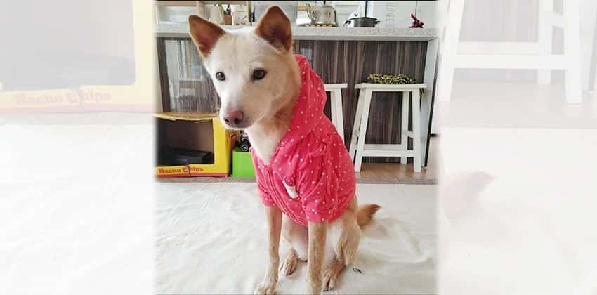 Shilshil is a Medium Female Jindo mix Korean rescue dog