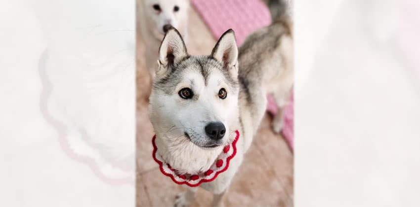 Shinae is a Medium Female Jindo mix Korean rescue dog