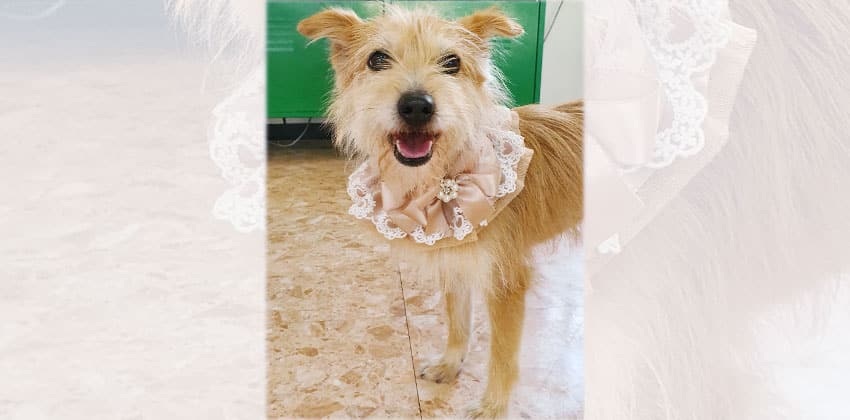 Shirley is a Small Female Terrier mix Korean rescue dog