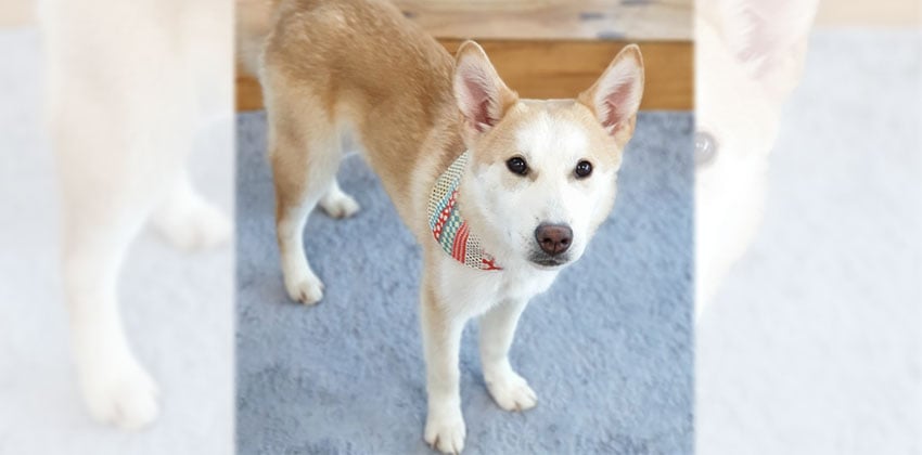 Shiru is a Medium Male Shiba Inu mix Korean rescue dog
