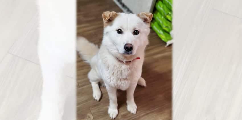 Sia is a Medium Female Jindo mix Korean rescue dog