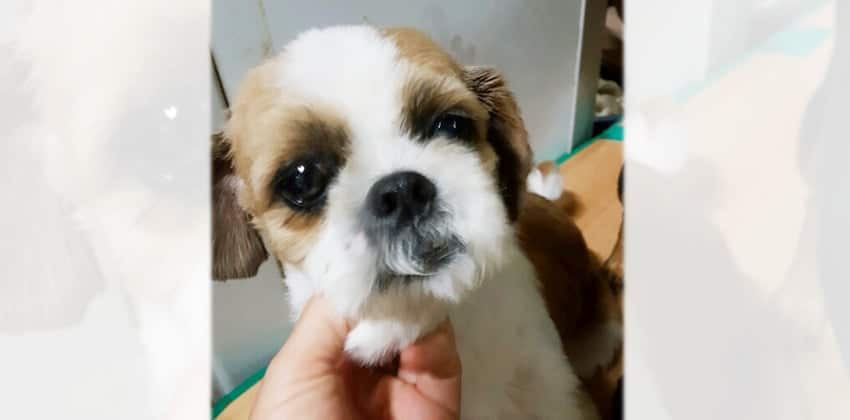 Sidol is a Small Male Shihtzu Korean rescue dog