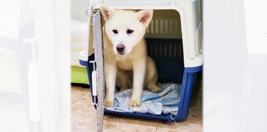 Sieun is a Medium Female Jindo mix Korean rescue dog