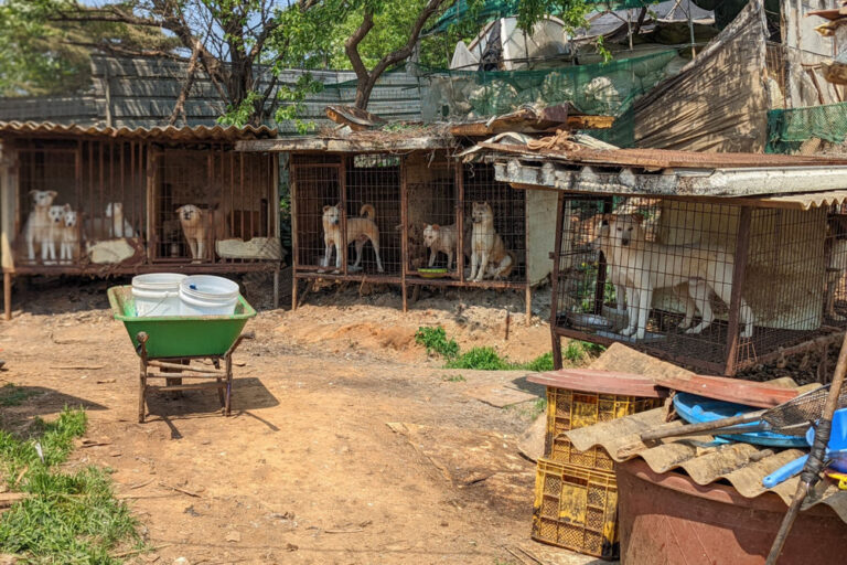 Dogs in cages at the Siheung dog meat farm in South Korea.