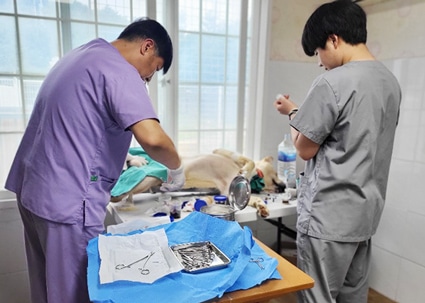 Volunteer Vets Conduct Spaying and Neutering at Shelter.