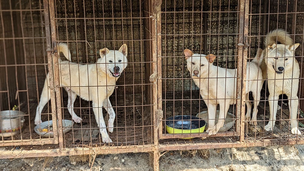 Debunking Myths of Dog Meat Trade Survivors