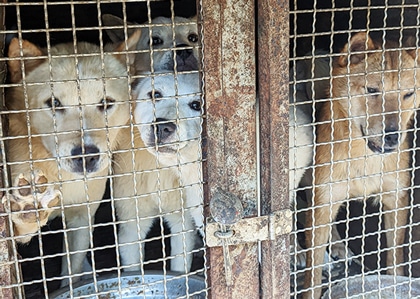 Dogs at a dog farm.