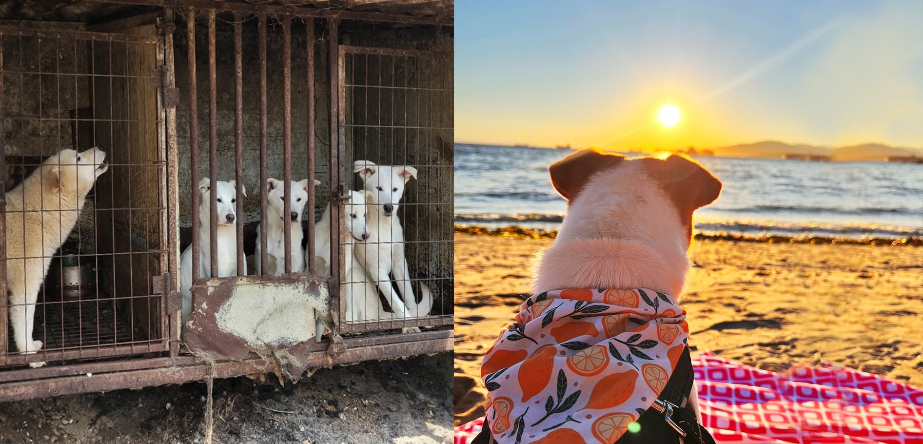Siheung dog meat farm dogs c