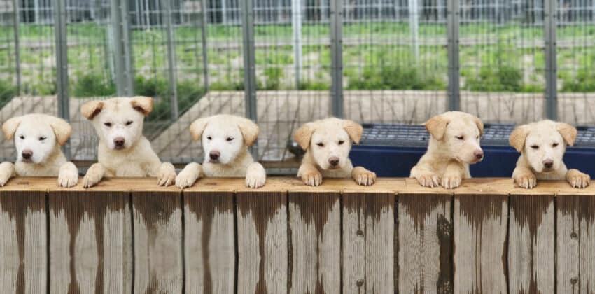 Siheung Dog Meat Farm Puppies 2