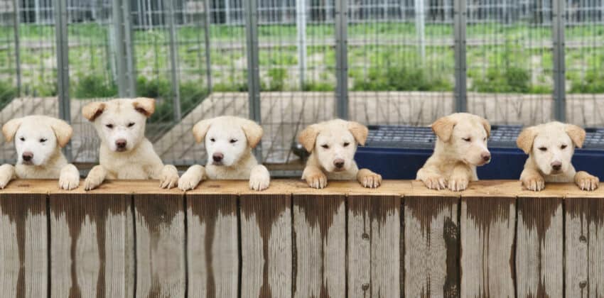 What Happens After Rescuing 101 Dog Meat Farm Survivors?