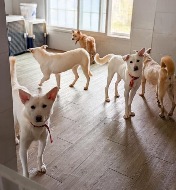 Siheung-dog meat farm rescues