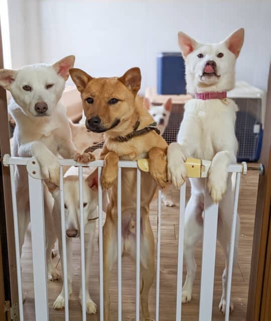 Siheung dog meat farm rescues