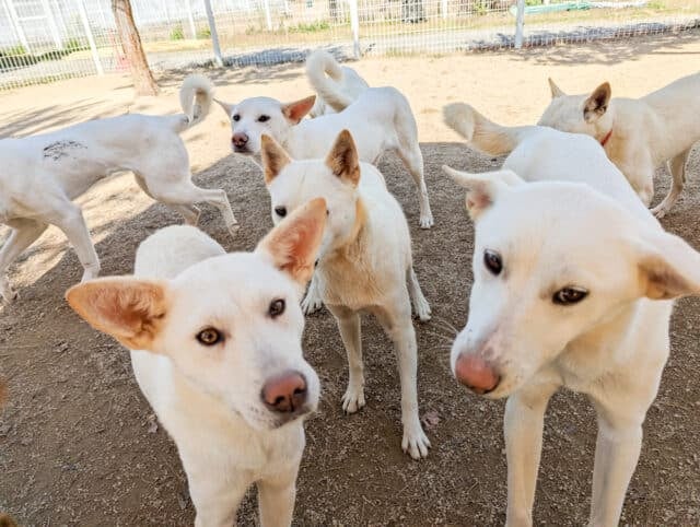 Siheung dog meat farm rescues