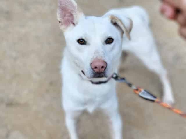 Samdol at dog training school