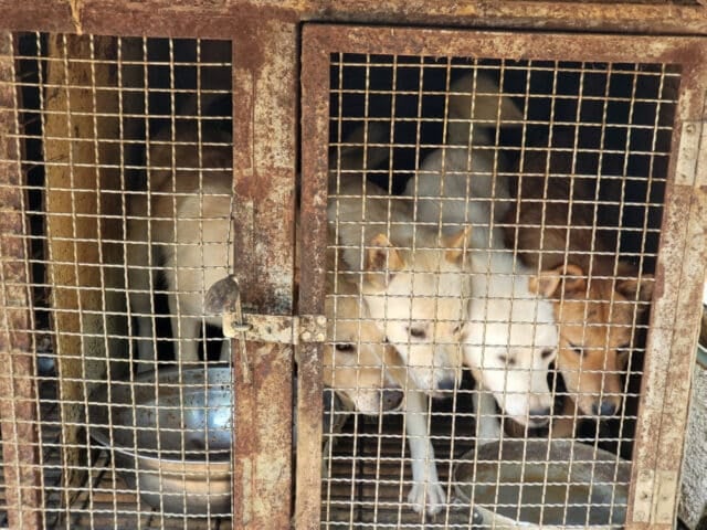 Siheung Dog Meat Farm Shutdown 01