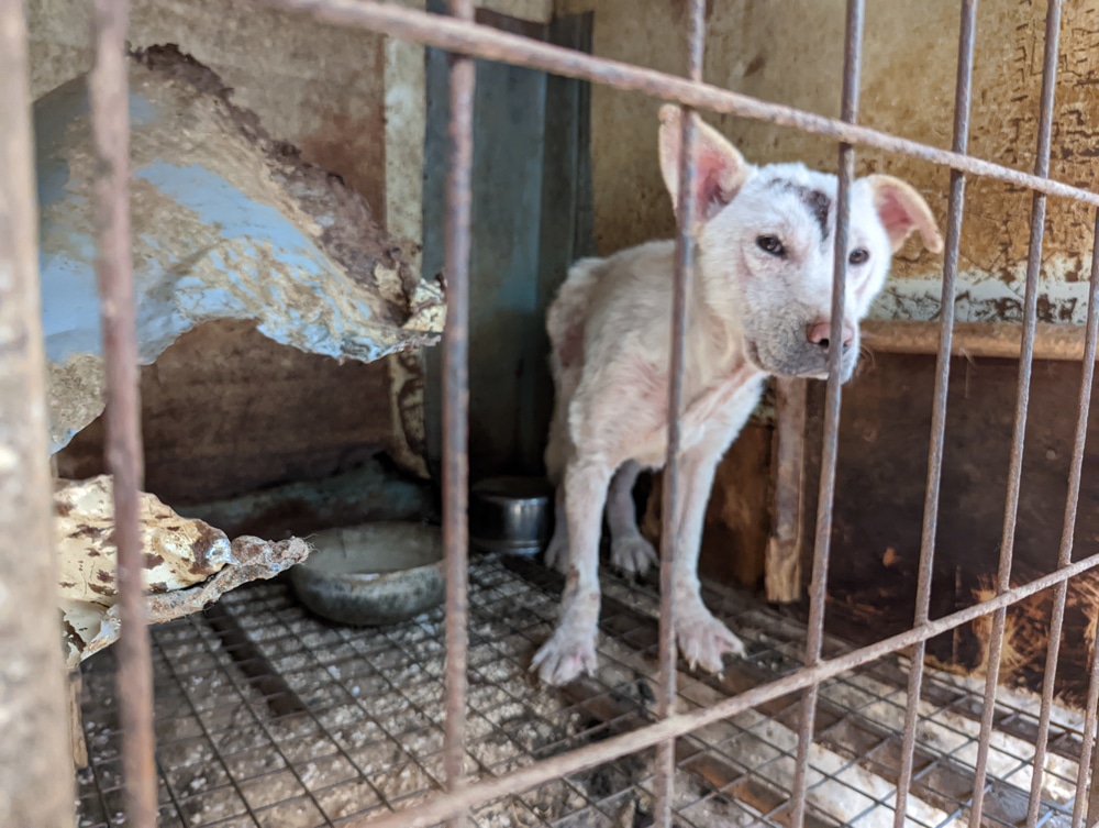 Siheung dog meat farm shutdown -04