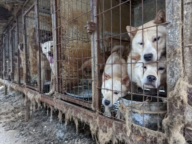 Siheung Dog Meat Farm Shutdown 08