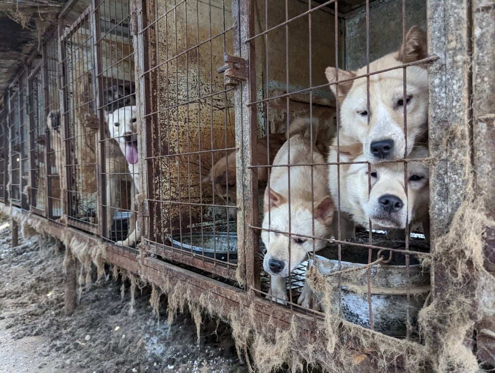Siheung dog meat farm