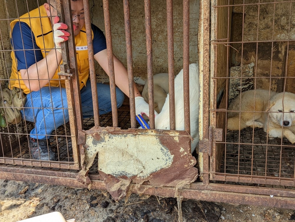 Siheung Dog Meat Farm Shutdown 10