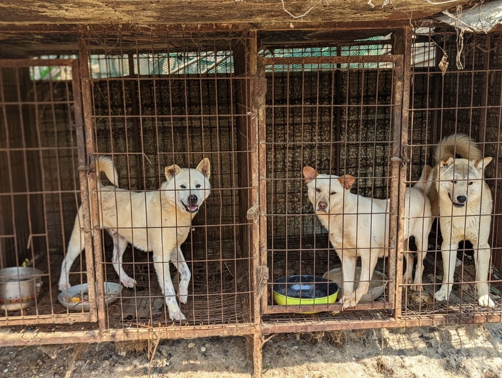 Siheung dog meat farm shutdown -14