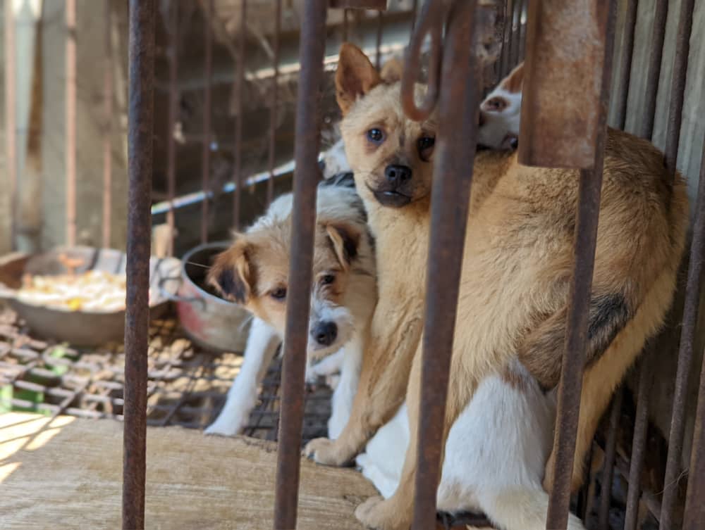 Siheung dog meat farm shutdown -15
