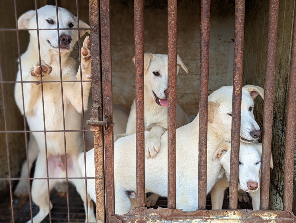 Siheung dog meat farm shutdown -17
