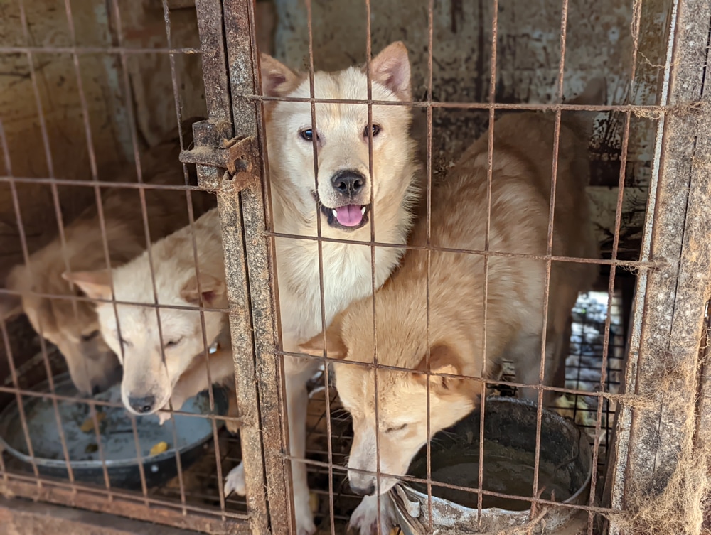 Siheung dog meat farm shutdown -20