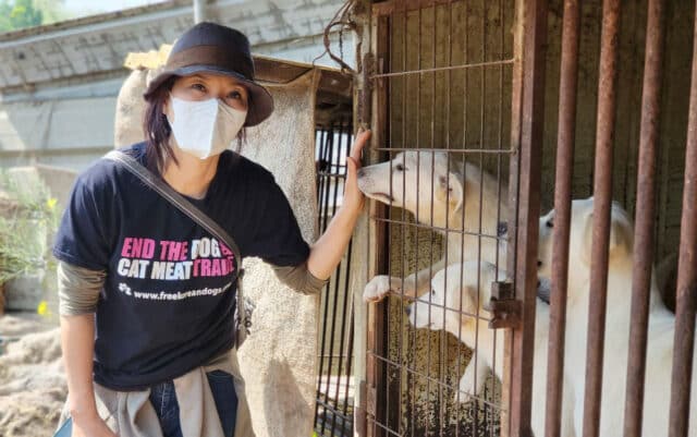 Siheung Dog Meat Farm Shutdown 2022