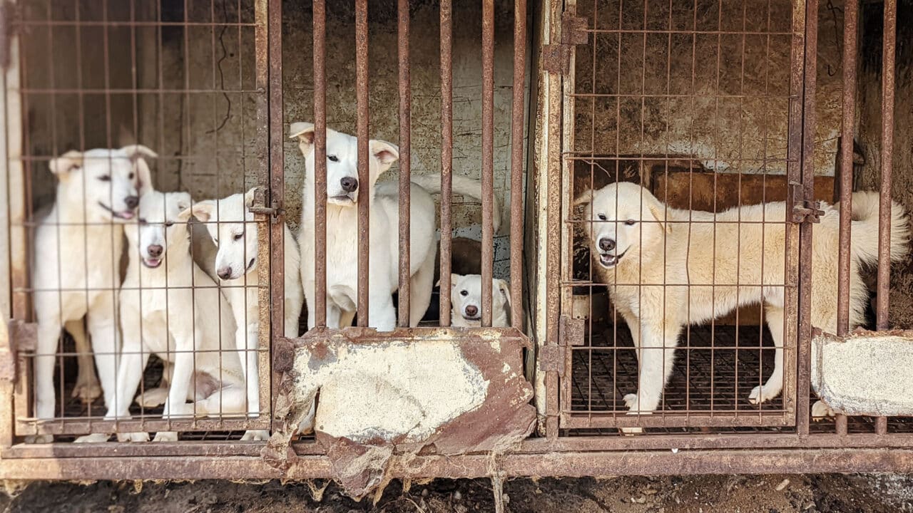 Siheung Dog Meat Farm Shutdown: 101 Dogs Saved