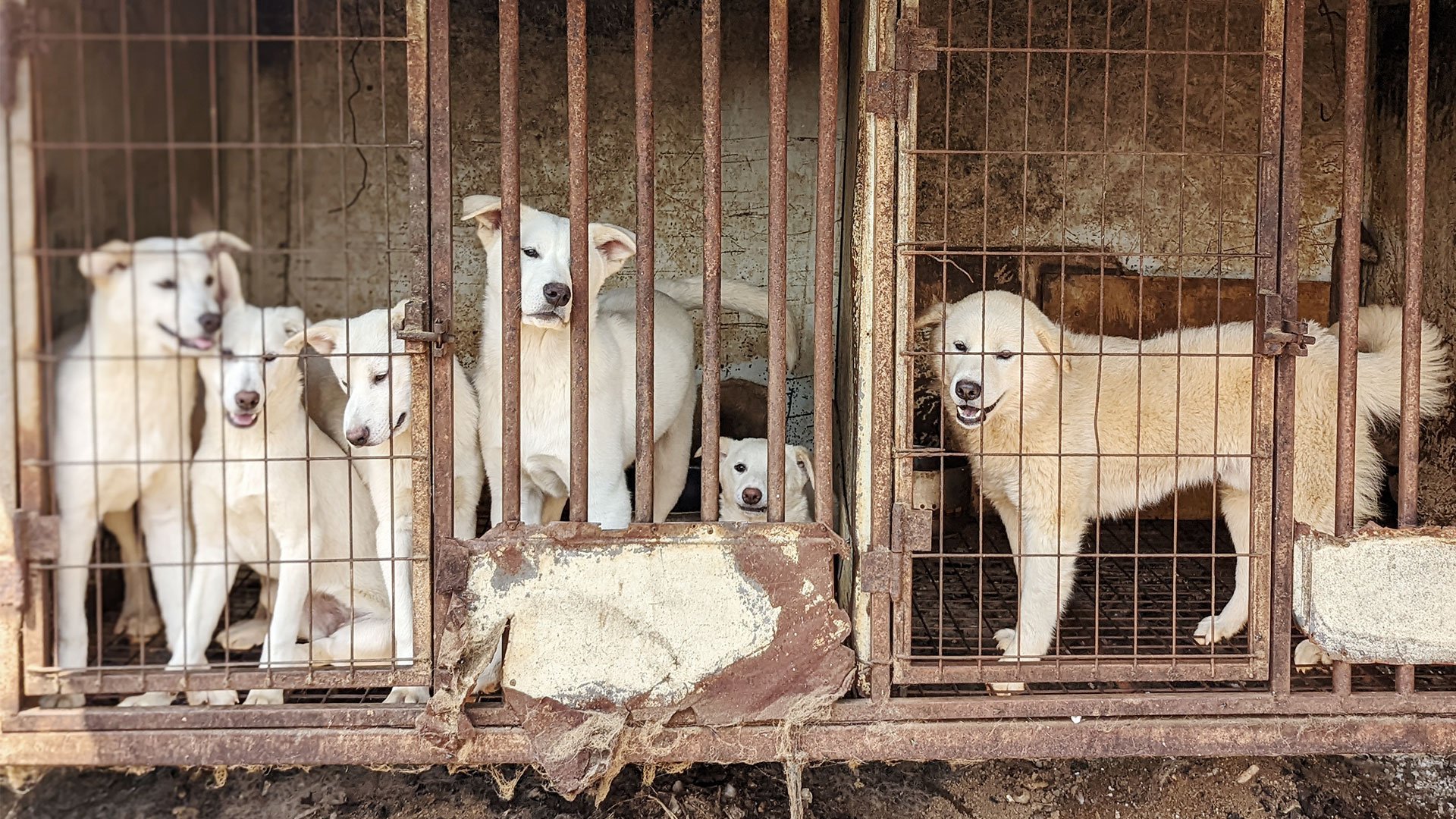 Siheung Dog Meat Farm Shutdown 2023