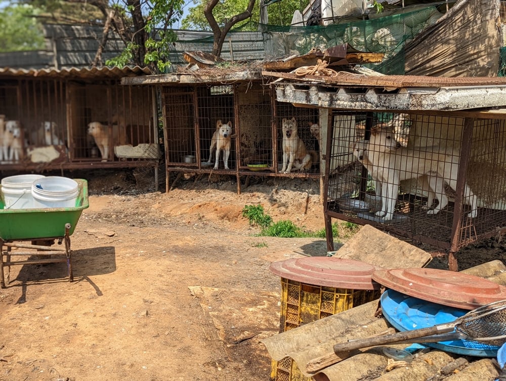 Siheung dog meat farm shutdown