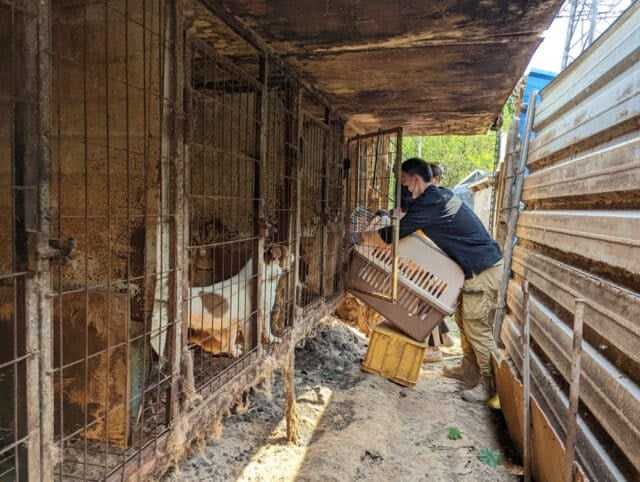 Siheung dog meat farm shutdown -24