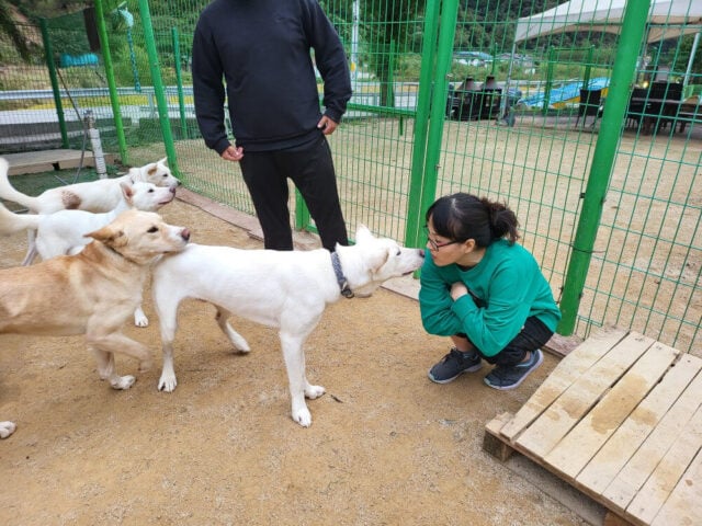 Siheung rescues 01